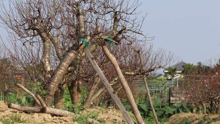 Khu vườn của anh Hoàn hiện có 150 gốc đào cổ. Ảnh: Nhandan