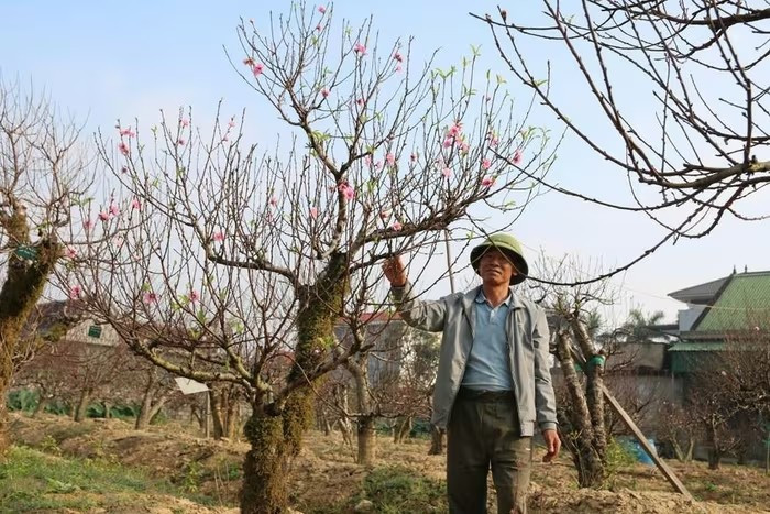 Theo anh Hoàn, chăm sóc đào thường đã khó, chăm đào cổ thụ để cho thuê lại càng khó gấp bội. Ảnh: GDTĐ