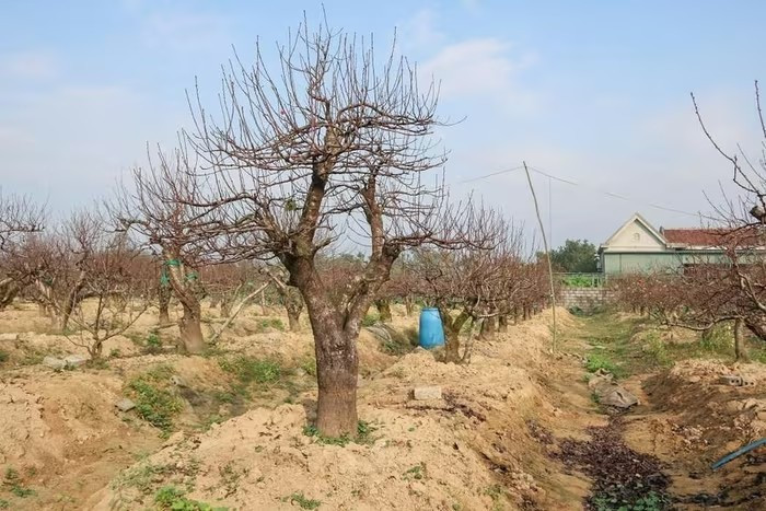 Ngay sau Rằm tháng Giêng, anh Hoàn phải tất bật thu hồi cây về vườn. Toàn bộ cây được đánh lên khỏi chậu, chuyển xuống đất vườn để hồi sức. Ảnh: GDTĐ