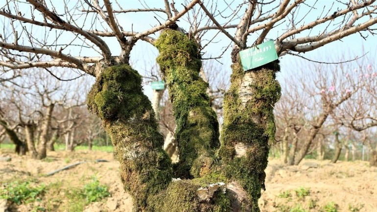 Đào cổ thụ trong vườn của anh Hoàn cho thuê, không bán. Giá thuê mỗi gốc đào từ 10 đến gần 30 triệu đồng/cây. Ảnh: Nhandan