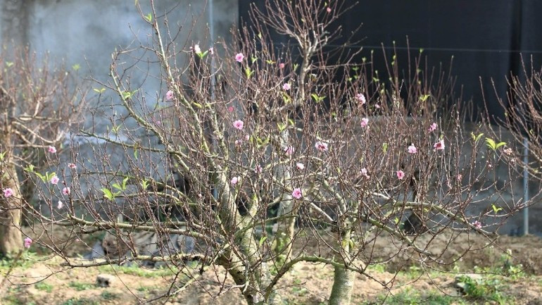 Những gốc đào cổ chi chít nụ, hứa hẹn bung nở đúng dịp Tết. Ảnh: Nhandan