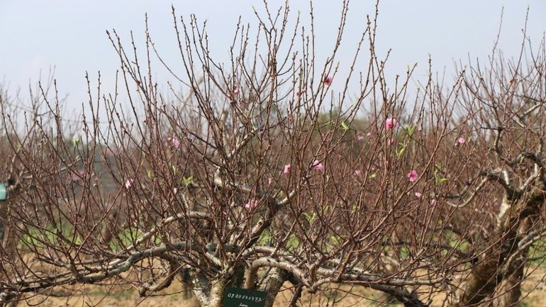 Công việc cho thuê và chăm hộ đào mang lại cho gia đình anh Hoàn trên dưới 500 triệu đồng mỗi năm, có năm đạt 700 triệu đồng. Ảnh: Nhandan