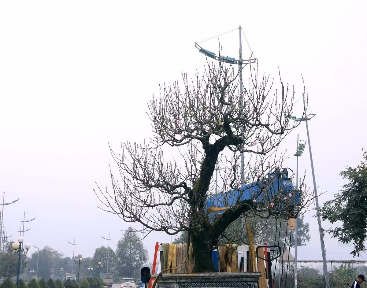 Giá thuê dao động từ vài chục triệu đồng đến 150 triệu đồng/cây, tùy vào tuổi đời, dáng thế và độ hiếm. Ảnh: Vietnamnet