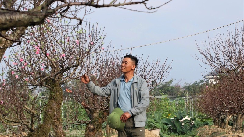 Tại phường Vinh Hưng, tỉnh Nghệ An, khu vườn của anh Lê Văn Hoàn thu hút nhiều khách đến chiêm ngưỡng. Ảnh: Nhandan