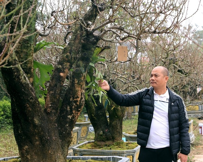 Thay vì bỏ ra số tiền lớn để mua những gốc đào cổ thụ, nhiều gia đình, doanh nghiệp chọn hình thuê đào chơi Tết. Ảnh: Vietnamnet