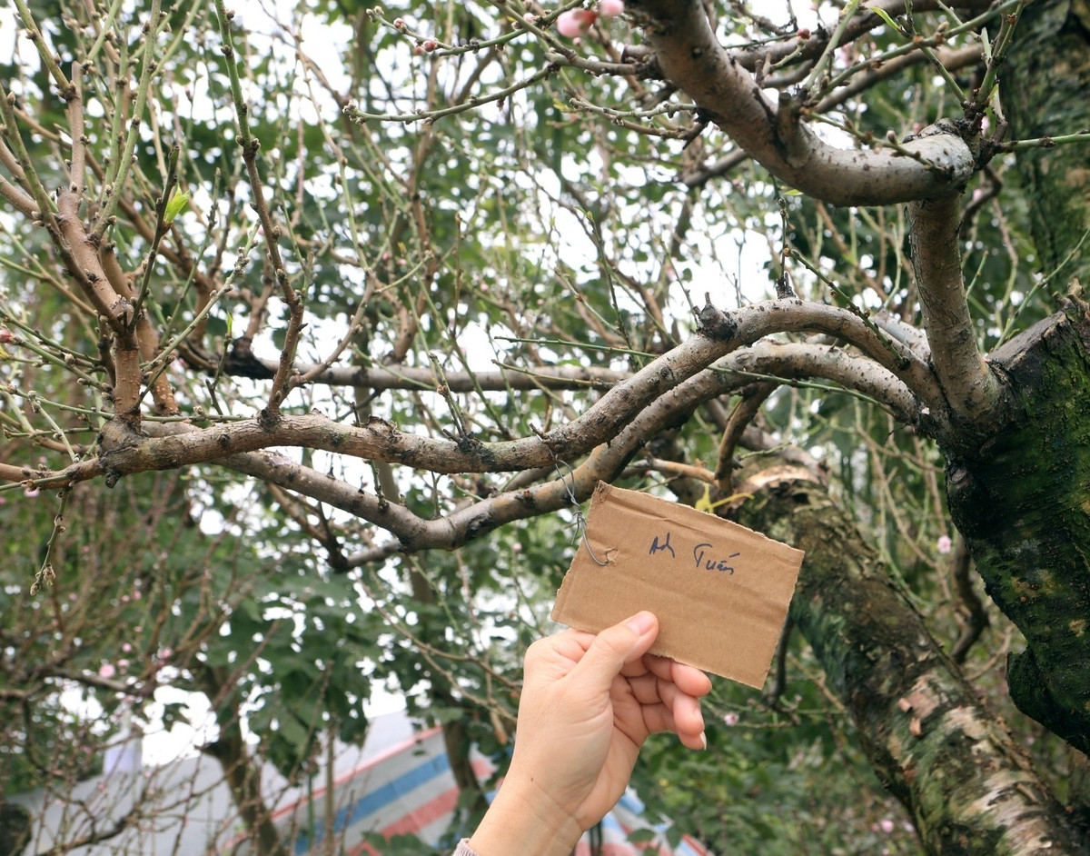 Nhiều khách đã đặt thuê đào từ rất sớm. Ảnh: Vietnamnet