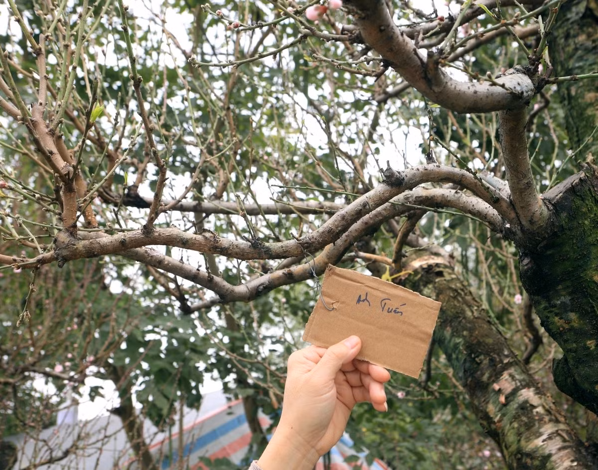 Nhiều khách đã đặt thuê đào từ rất sớm. Ảnh: Vietnamnet