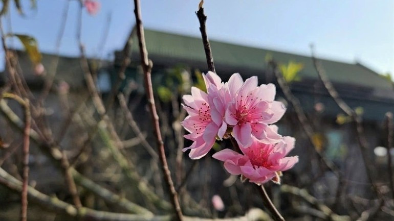 Mỗi năm người chăm phải sửa cây, can thiệp kỹ thuật ít nhất 4 lần. Chỉ cần chậm hoặc sớm vài ngày là hoa nở lệch Tết, coi như cả năm mất mùa. Ảnh: Nhandan