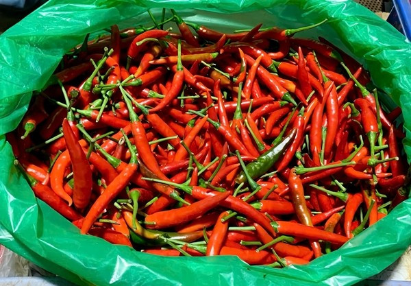 Giá ớt tại chợ tăng do giá thu mua tại các nhà vườn tăng mạnh, các thương lái tăng mua để đáp ứng đơn hàng xuất khẩu. Ảnh: Tiền phong