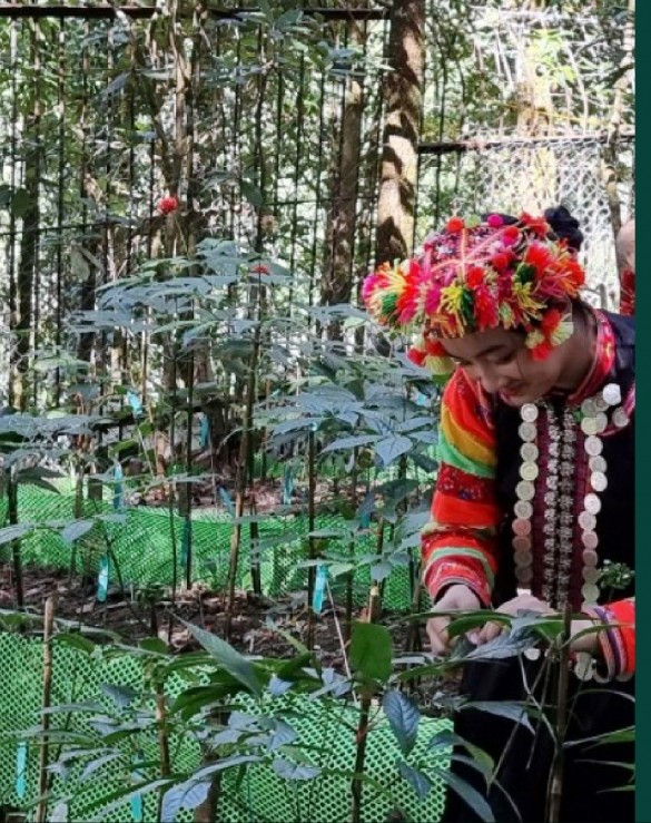 Sâm Lai Châu thường mọc ở độ cao trên 1.600m, được phân bố chủ yếu ở các huyện vùng cao biên giới như Tam Đường, Phong Thổ, Mường Tè. Ảnh: Tạp chí công thương