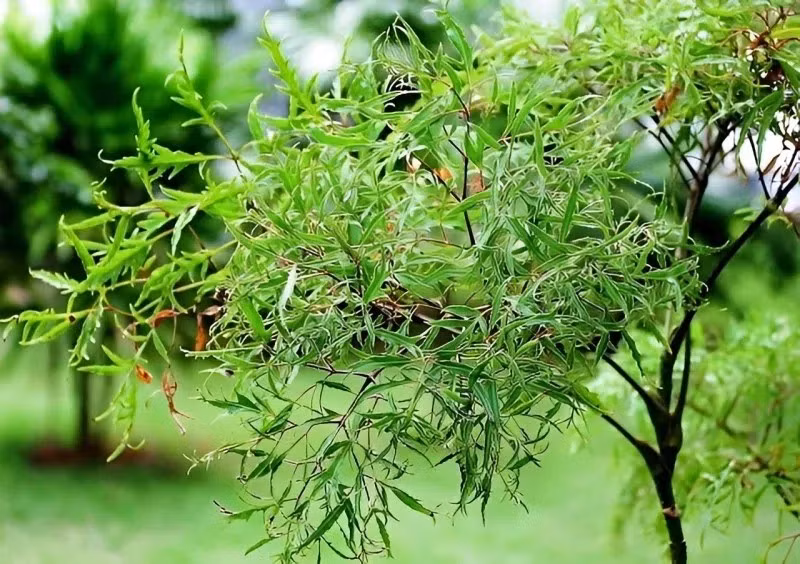 Cây đinh lăng mang năng lượng bảo hộ mạnh, thường trồng trước cửa hoặc trong sân với ý nghĩa trấn trạch, ngăn luồng khí xấu. Ảnh: Pharmacity