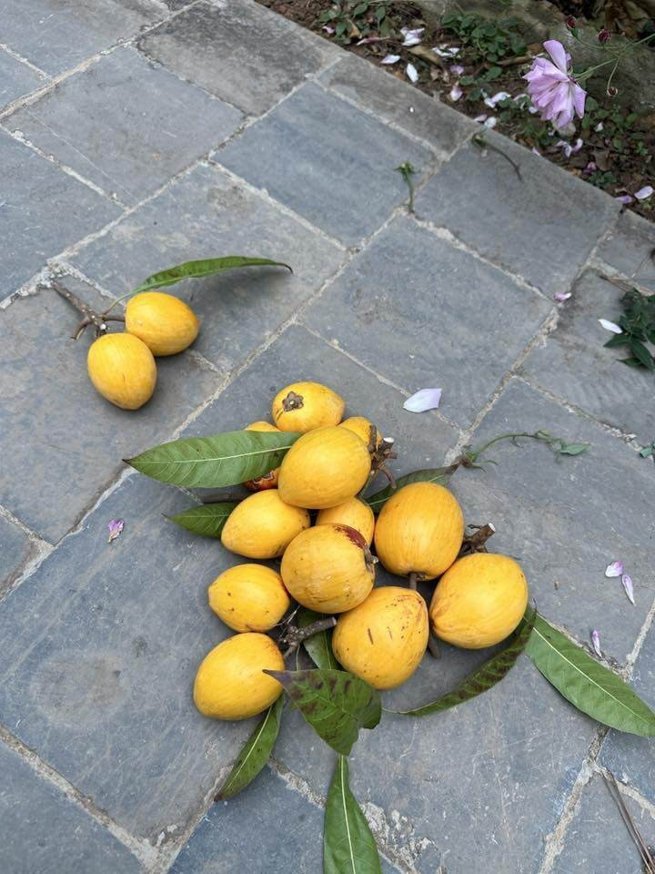 Những quả lêkima to tròn, da căng bóng, vàng ruộm. Ảnh: FBNV