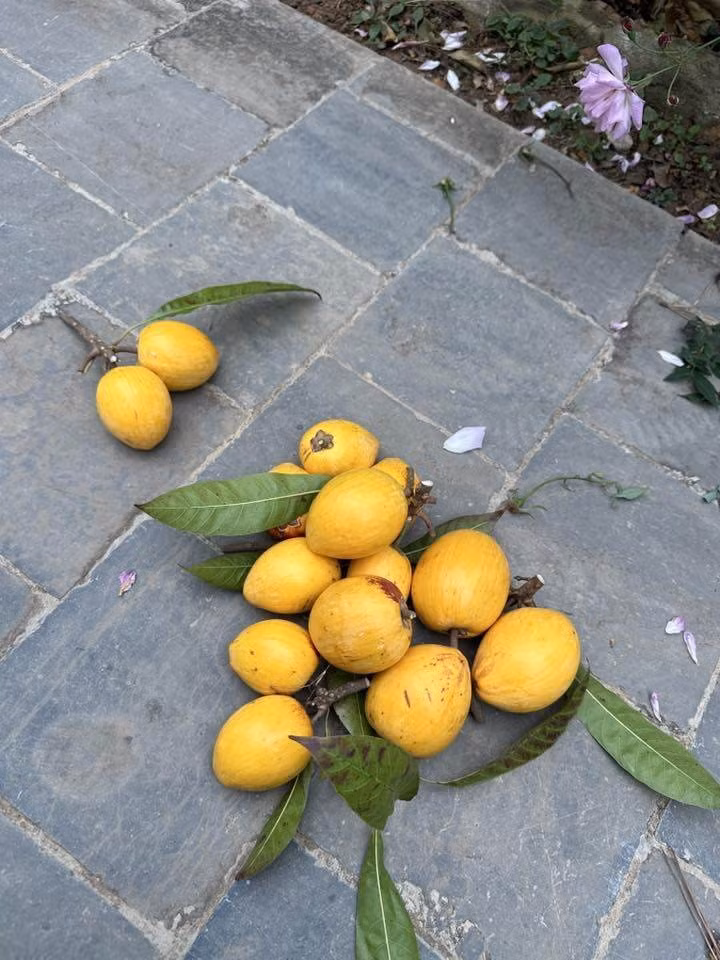 Những quả lêkima to tròn, da căng bóng, vàng ruộm. Ảnh: FBNV