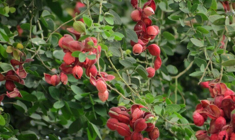 Quả me keo hình xoắn ốc, dài khoảng 5 - 8 cm, rộng chừng 1 cm. Vỏ quả uốn lượn theo từng hạt. Ảnh: Internet