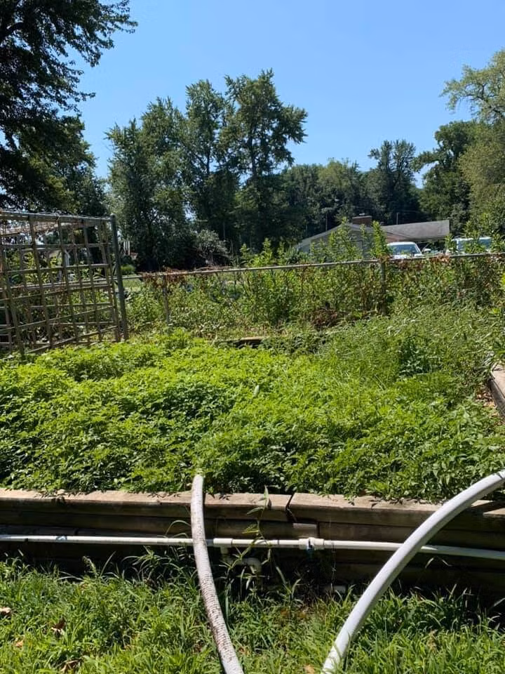 Để khu vườn có nhiều ánh sáng, đại gia Sơn Võ cưa 4 cây cổ thụ to xung quanh để không che rau bên dưới. Ảnh: FBNV