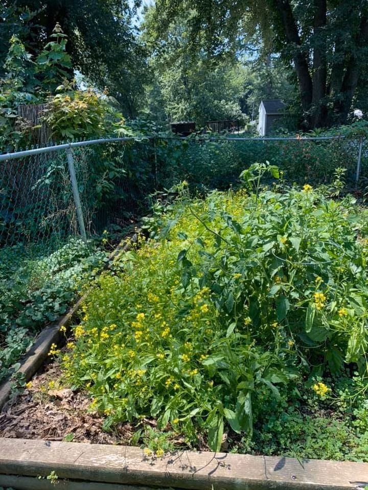 Cải bẹ xanh ăn không kịp đã trổ hoa. Ảnh: FBNV