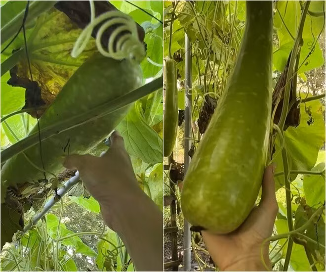 Cây nào cũng sai trĩu quả. Ảnh chụp màn hình