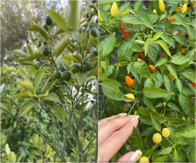 Cây ớt chi chít quả. Ảnh: FBNV