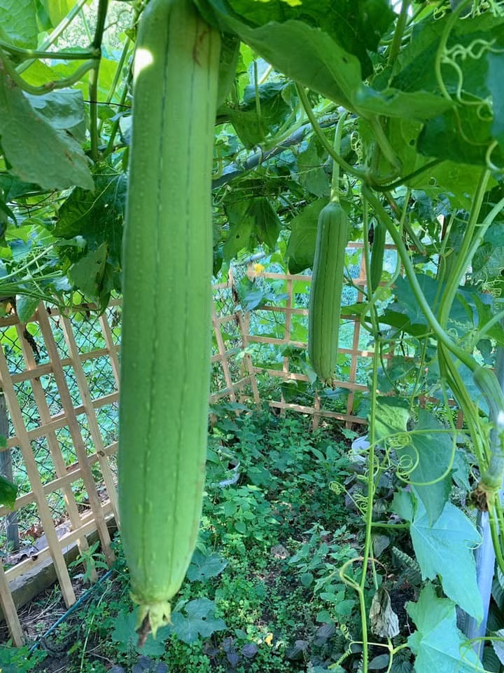 Mướp hương lủng lẳng dưới giàn. Ảnh: FBNV