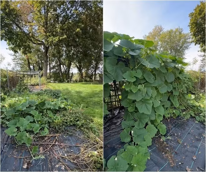 Trước đó, Phạm Thanh Thảo đăng tải nhiều loại quả trong khu vườn do ông xã Sơn Võ trồng. Ảnh: FBNV