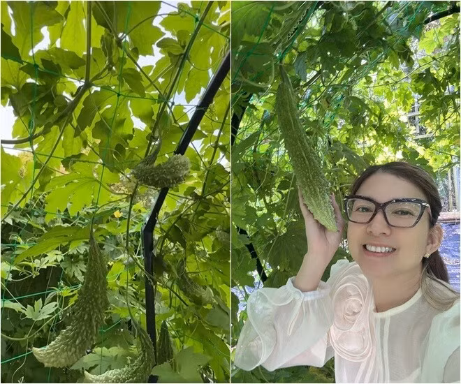 Khổ qua xanh mướt, dài ngoằng. Ảnh chụp màn hình