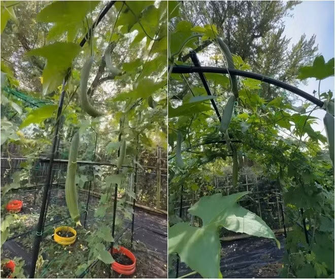 Ở Mỹ nhưng khu vườn vẫn đủ loại cây trái phổ biến ở Việt Nam như mướp hương, bầu, khổ qua, quất, ớt...Ảnh chụp màn hình