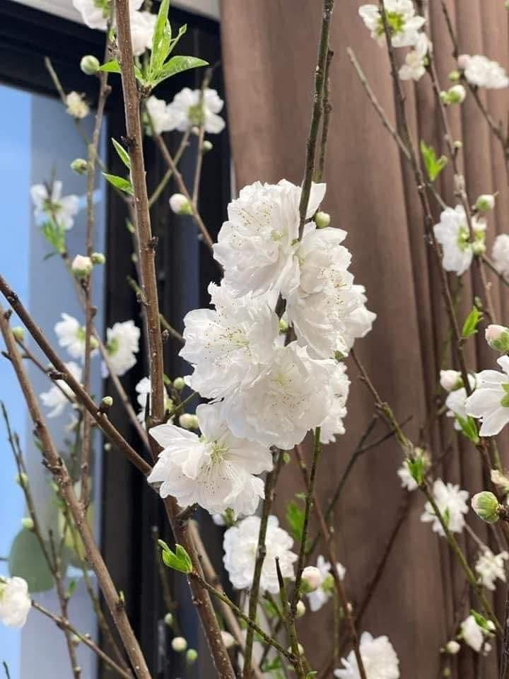 Bạch đào thường được trồng ở vùng trung du miền núi phía Bắc. Hoa bạch đào nở ít, lác đác trên cành, không nở rộ như hoa đào thông thường. Ảnh: FB Vũ Huyền