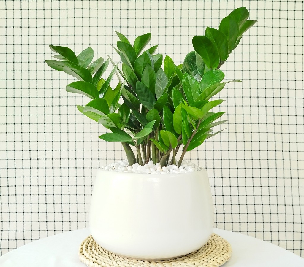 Kim tiền là một trong những loại cây phong thủy phổ biến nhất vào dịp cuối năm. Với tán lá xanh đậm, dày và bóng, cây kim tiền tượng trưng cho sự giàu sang, thịnh vượng và ổn định tài chính. Ảnh: Yêu cây