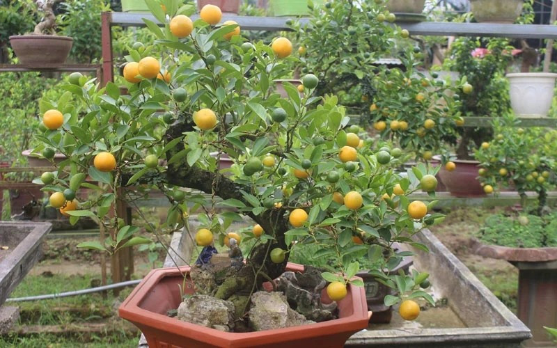 Theo quan niệm phong thủy, cây quất có đủ lá, hoa, quả thể hiện sự trọn vẹn, báo hiệu một năm mới dồi dào tài lộc và hạnh phúc. Ảnh: Dân Việt ﻿Thông tin trong bài chỉ mang tính chất tham khảo!