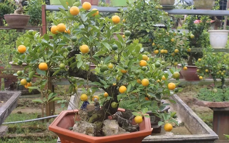 Theo quan niệm phong thủy, cây quất có đủ lá, hoa, quả thể hiện sự trọn vẹn, báo hiệu một năm mới dồi dào tài lộc và hạnh phúc. Ảnh: Dân Việt ﻿Thông tin trong bài chỉ mang tính chất tham khảo!