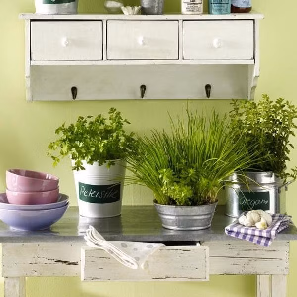 Chưa kể, hơi nóng và dầu mỡ bám lâu ngày khiến cây nhanh héo, sinh mùi khó chịu, làm mất vệ sinh khu vực chế biến thức ăn. Ảnh: Vườn cây Việt