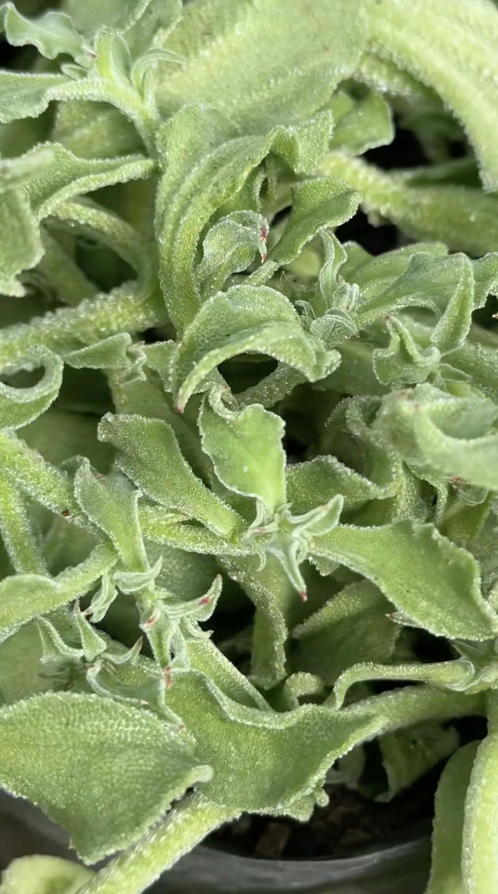 Thời gian thu hoạch kéo dài hơn các loại rau thông thường. Ảnh: Facebook