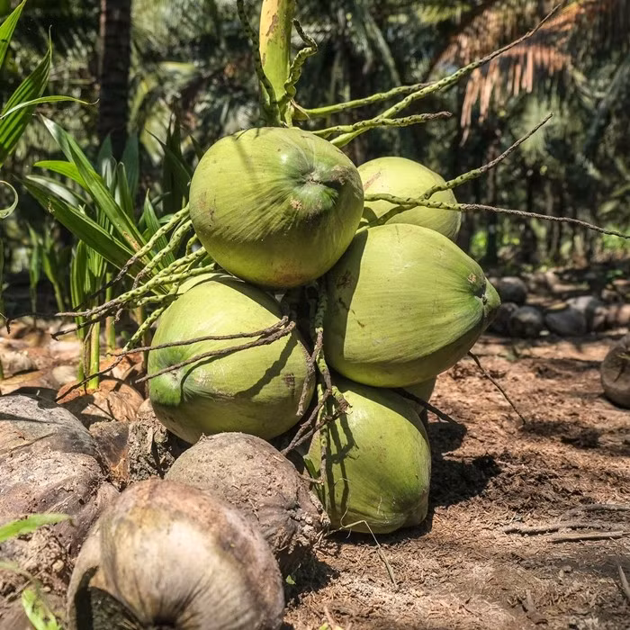 Nhiều gia đình lao vào lời hứa hẹn làm giàu với trái dừa, nhưng giờ đây lại điêu đứng. Ảnh: Paleo Robbie