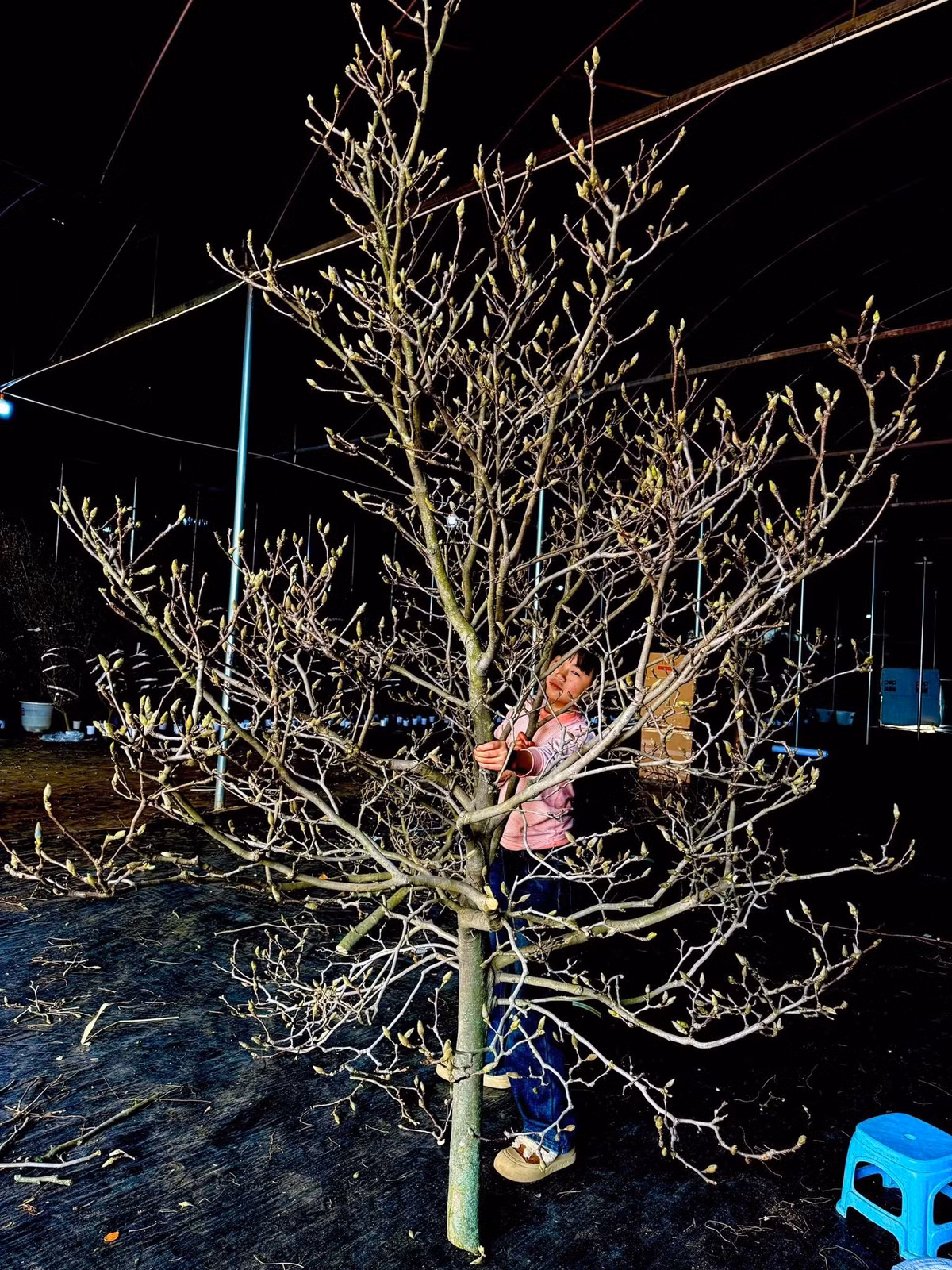 Khi chưa ra hoa, các cành khẳng khiu như những cành củi khô. Khi hoa nở sẽ cho bông to, cánh dày. Ảnh: FB Mộc Lan Garden