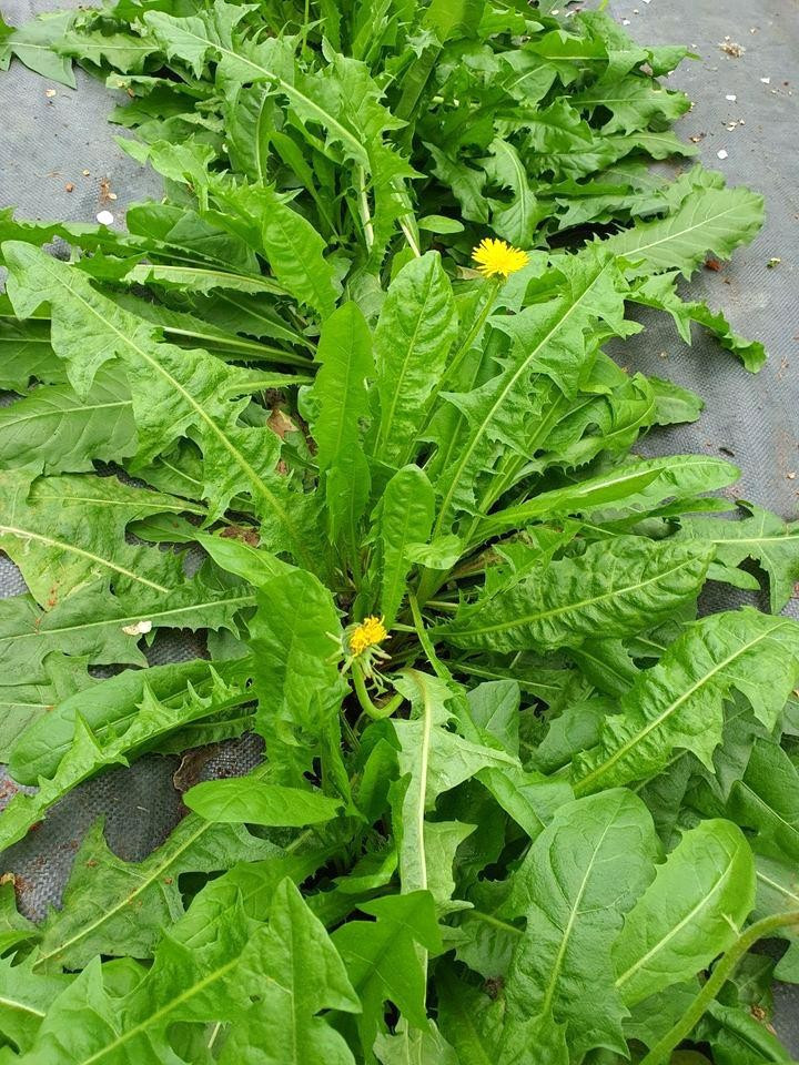 Bồ công anh còn được gọi là rau diếp trời hay diếp dại. Lá và hoa bồ công anh được chế biến thành các món ăn dân dã. Ảnh: Internet