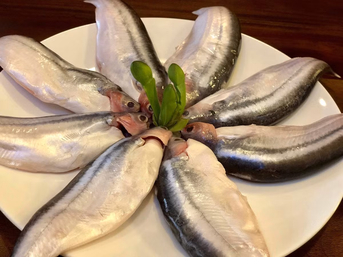 Hiện nay, cá xác trở thành đặc sản được bán trên chợ mạng với giá khoảng 200.000 - 240.000 đồng/kg. Ảnh: ifarmer