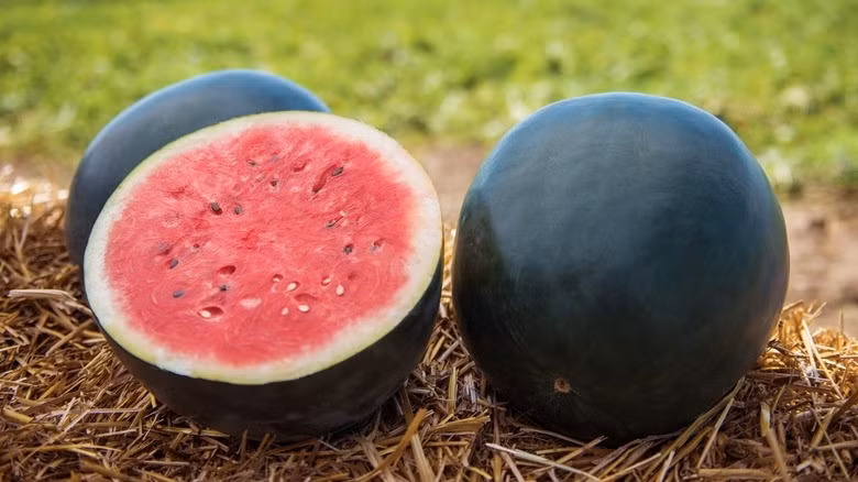 Trong số những loại trái cây đắt đỏ trên thế giới, dưa hấu đen Densuke nổi lên như một biểu tượng của sự sang trọng và tinh tế. Ảnh: Food Republic