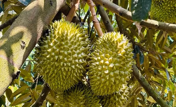 Chia sẻ về sầu riêng giá rẻ đang bán tại Hà Nội, một số thương lái cho biết, đây là sầu dạt, giá mua tại vườn chỉ khoảng 20.000 - 25.000 đồng/kg. Ảnh: Vietnamnet