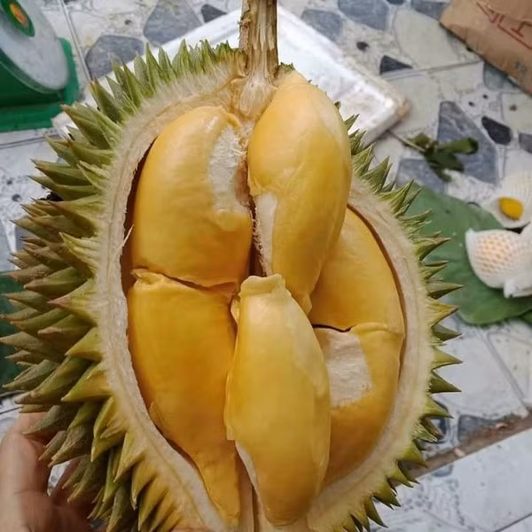 Sầu riêng hàng loại 1 được kho mua với giá từ 80.000 - 90.000 đồng/kg, loại 2 giá từ 60.000 - 67.000 đồng/kg. Ảnh: Welofarm