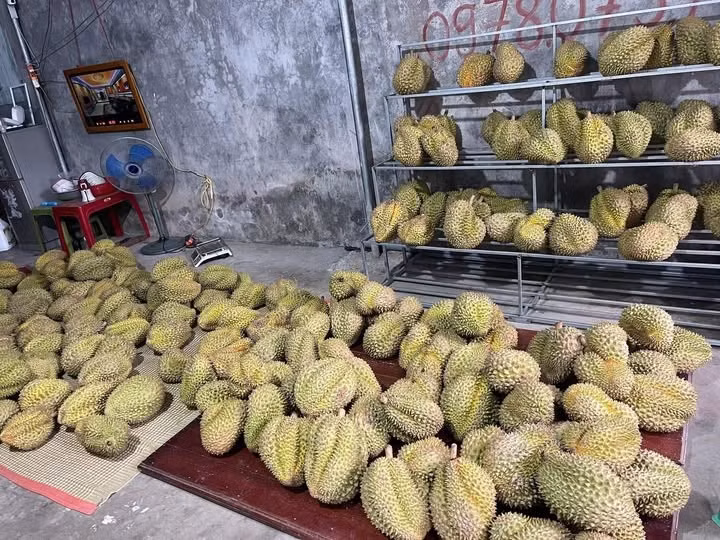 Trên đường đi làm về, chị Giang (Hà Nội) ghé cửa hàng bên đường mua sầu riêng với giá 50.000 đồng/kg. Ảnh: FB Hiếu Sầu Riêng