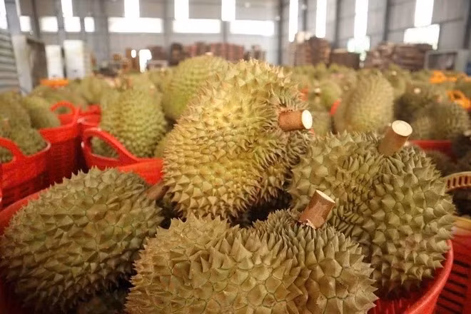 Ngoài sầu dạt, sầu riêng giá rẻ còn một phần do hơn 2.000 container sầu riêng ở cửa khẩu bị ùn ứ. Ảnh: Znews