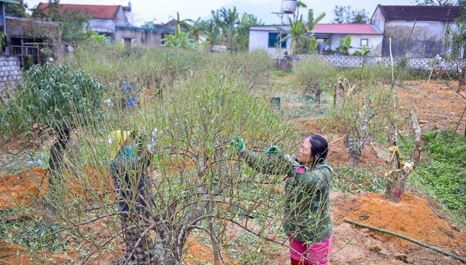 Theo người trồng, công đoạn xuống lá được xem là khâu quyết định sự thành bại của cả vụ đào. Ảnh: TTXVN