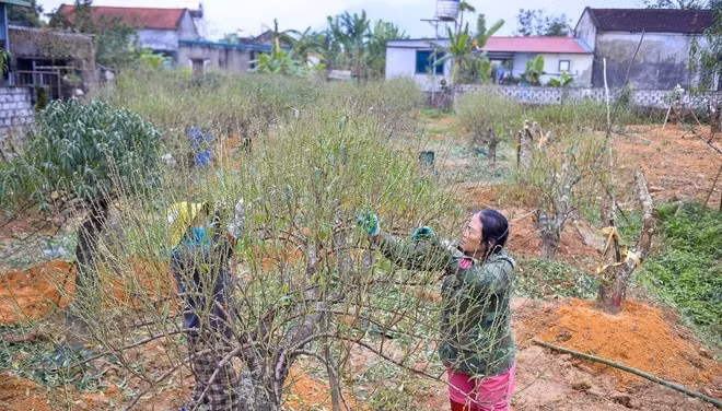 Theo người trồng, công đoạn xuống lá được xem là khâu quyết định sự thành bại của cả vụ đào. Ảnh: TTXVN