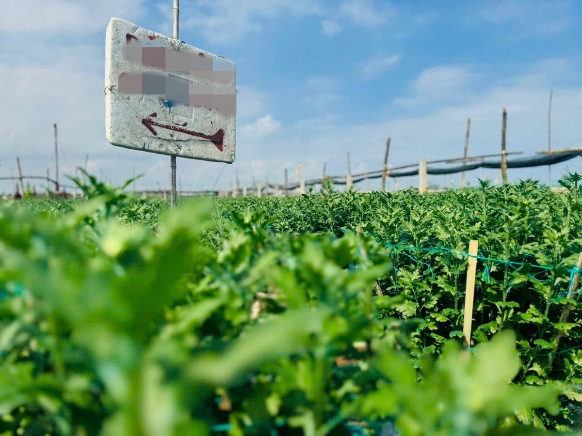 Thậm chí, nguồn cung không đủ cầu, nhiều thương lái hỏi mua thêm nhưng ông Khôn không còn hàng để bán. Ảnh: Tiền phong