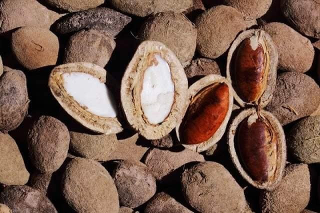 Quả kơ nia có vỏ cứng bên ngoài, hạt bên trong được bao bọc bởi lớp lụa mỏng màu nâu bóng. Ảnh: Internet