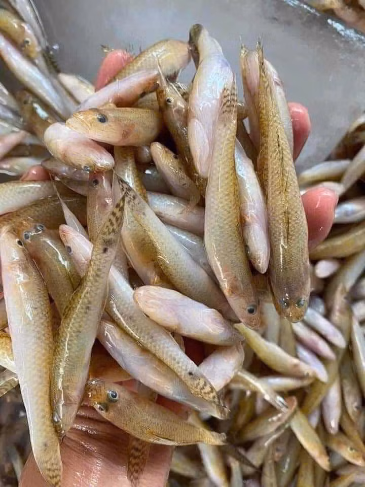 Cá bống có nhiều loại, trong đó nổi bật nhất là cá bống cát với thân tròn, da màu vàng nhạt, kích thước chỉ chừng ngón tay út. Ảnh: Facebook