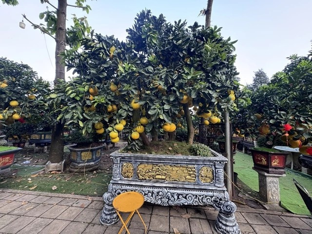 Một số cây bưởi “khủng” giá hơn 150 triệu đồng cũng đã được khách hàng chốt mua sớm. Ảnh: Người lao động