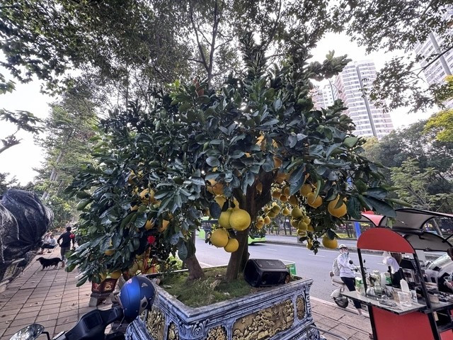 Chậu còn lại có gần 300 trái, với tỷ lệ trái thật khoảng 50%, số còn lại được ghép khéo léo để đảm bảo tính thẩm mỹ. Ảnh: Người lao động