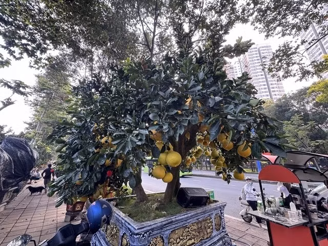 Chậu còn lại có gần 300 trái, với tỷ lệ trái thật khoảng 50%, số còn lại được ghép khéo léo để đảm bảo tính thẩm mỹ. Ảnh: Người lao động