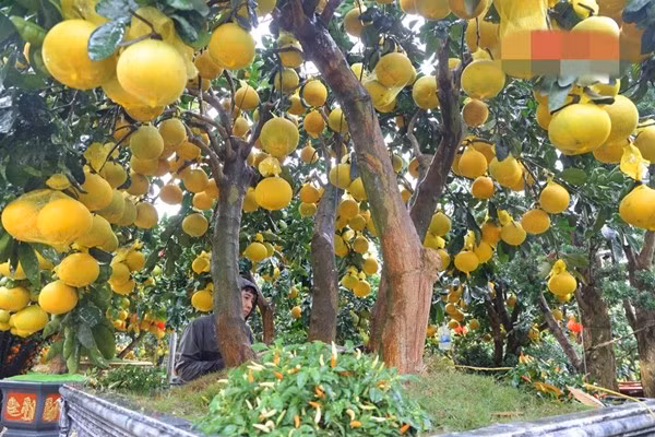 Trong khi đó, các dòng cây cỡ lớn giữ được sức hút riêng đối với các doanh nghiệp, biệt thự hoặc các công ty có không gian trưng bày rộng lớn. Ảnh: Báo tin tức